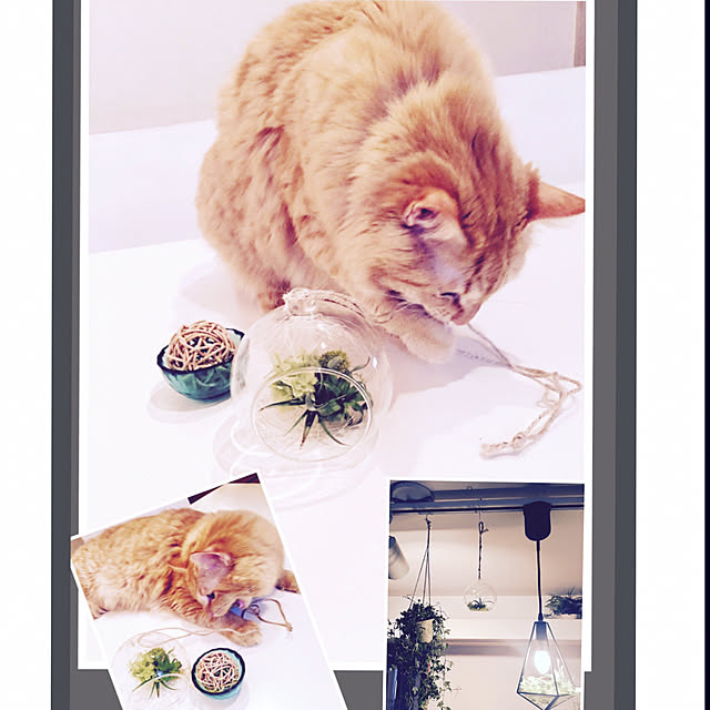 Ryokoさんの実例写真