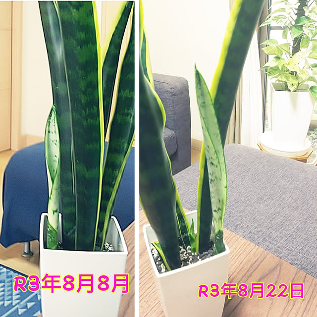 akiwaka-roomさんの実例写真