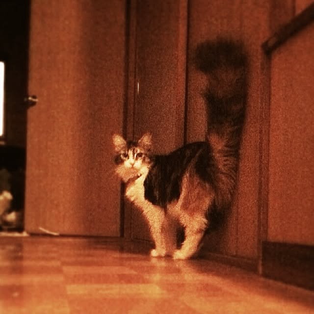 Realiser_son_reveさんの実例写真