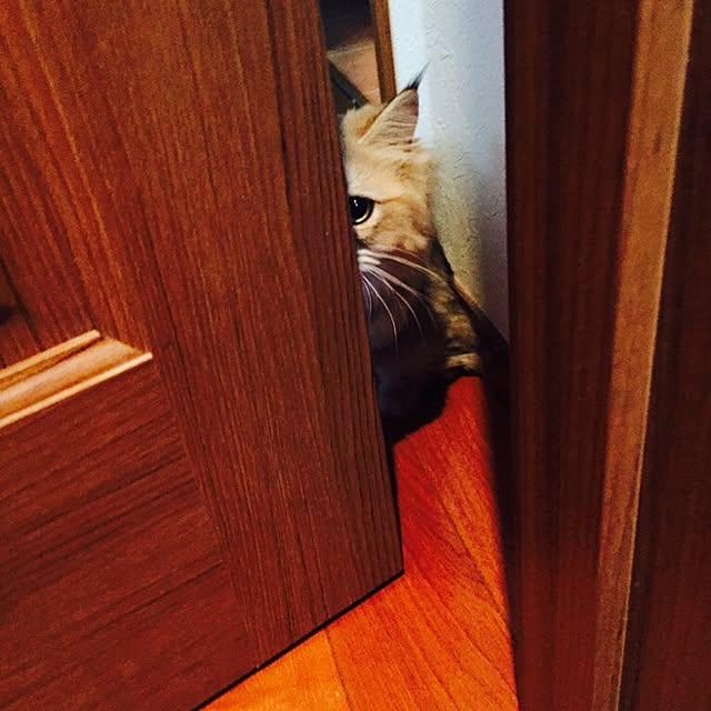 butachanさんの実例写真