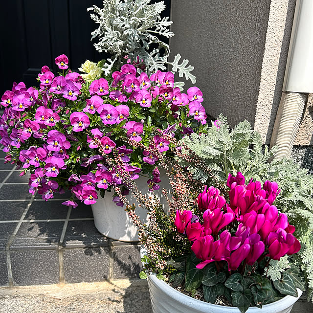 Chipさんの実例写真