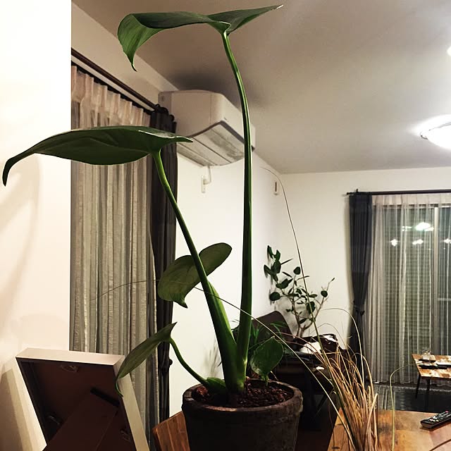 キッチン/グリーンのある生活/観葉植物/男前のインテリア実例 - 2016-06-21 22:53:13