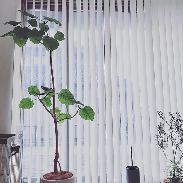 観葉植物/リビングのインテリア実例 - 2020-01-16 22:09:45