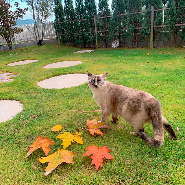 実例写真