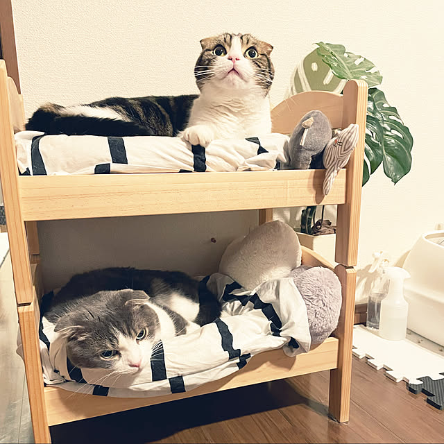 tansukeさんの実例写真