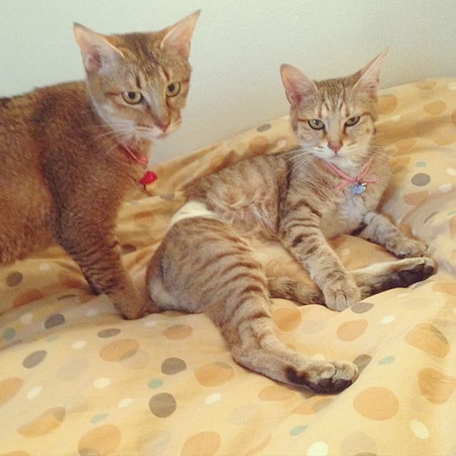 1633さんの実例写真