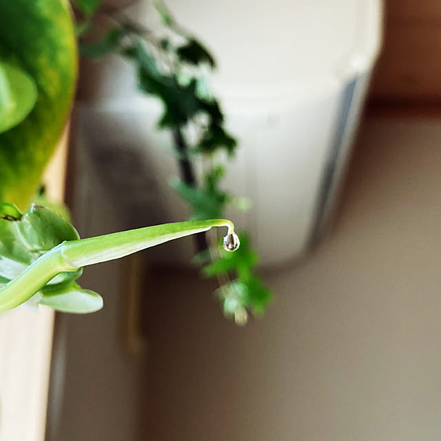 植物のある暮らし/観葉植物/グリーン/ポトス/ハンギング...などのインテリア実例 - 2023-05-19 08:12:59