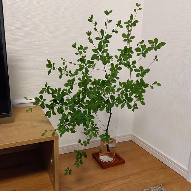 akoaさんの実例写真