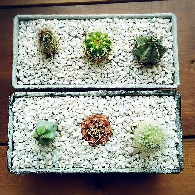 リメ缶 サボテン寄せ植えのインテリア実例 ｜ RoomClip（ルーム