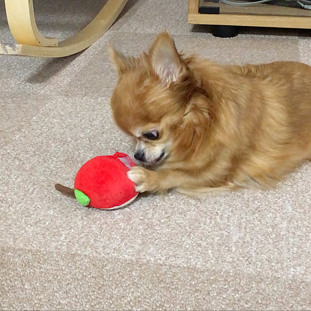 koroさんの実例写真