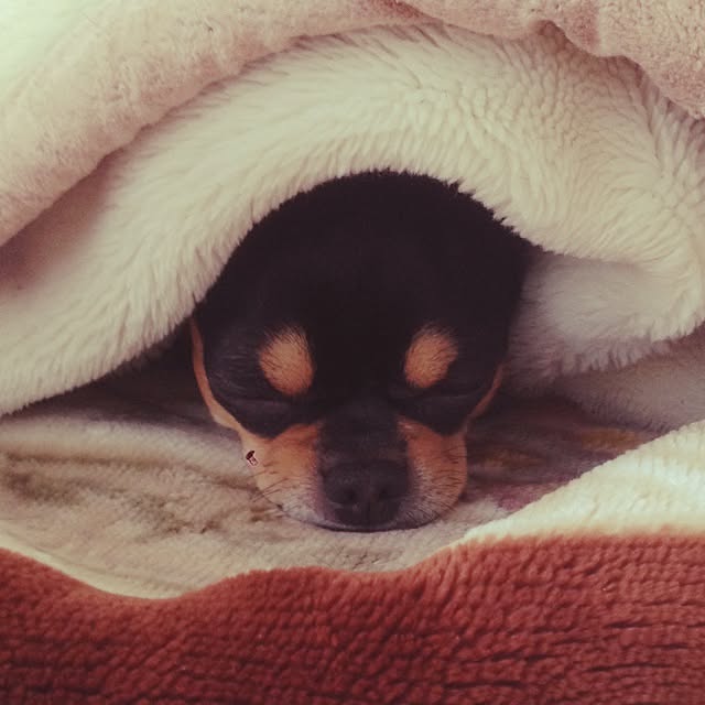 yokkoさんの実例写真