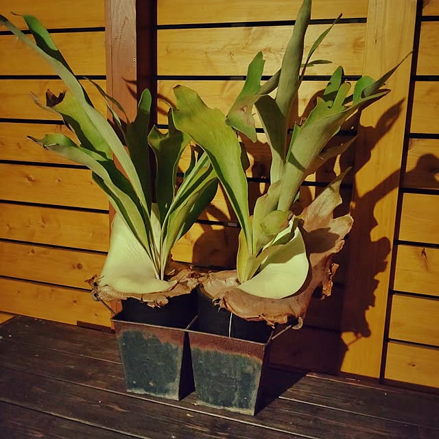 hatさんの部屋