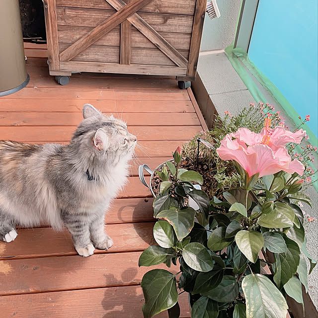 hiroroさんの実例写真