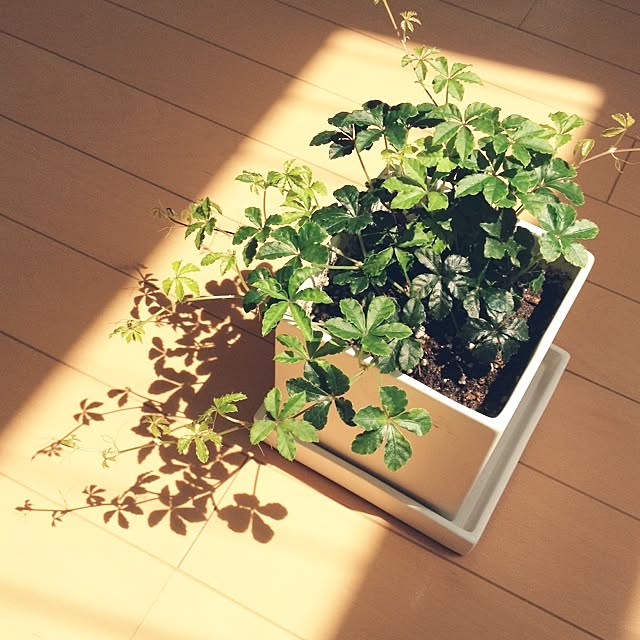 biberuさんの実例写真