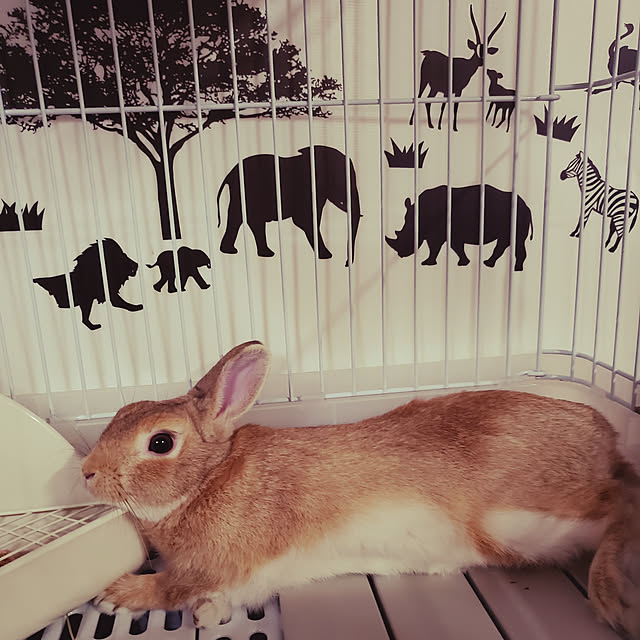 osaruさんの実例写真