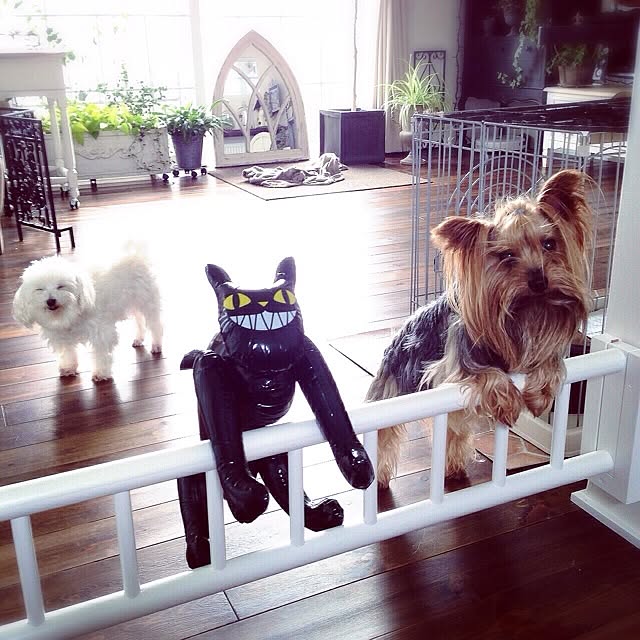 cheeさんの実例写真