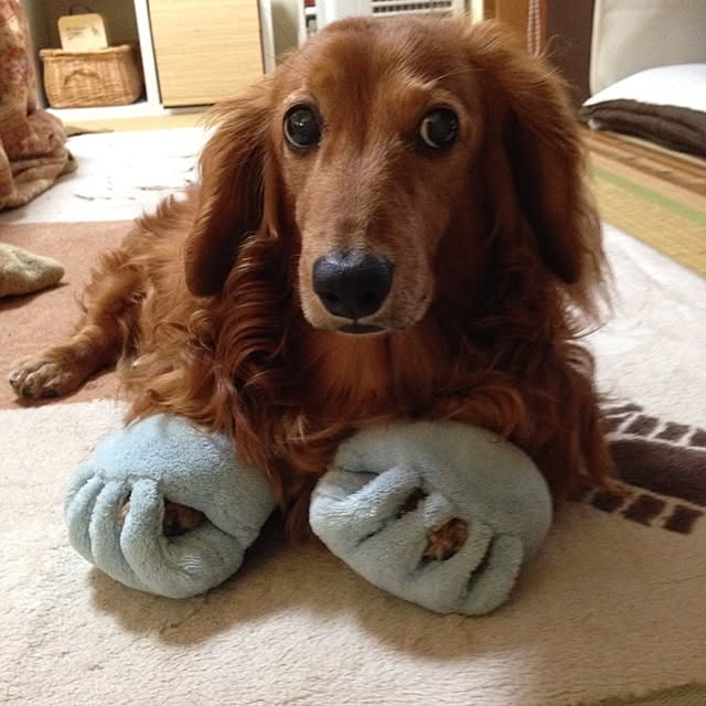 maruさんの実例写真