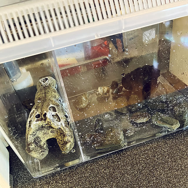 koshiregutyoさんの部屋