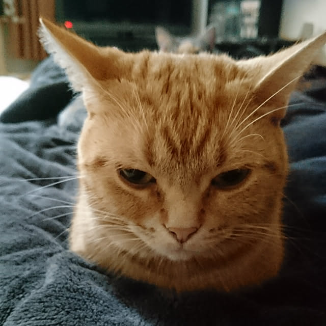 shinobuさんの実例写真