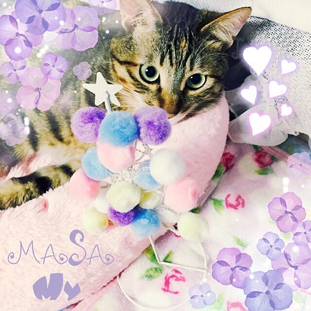 MASAさんの実例写真