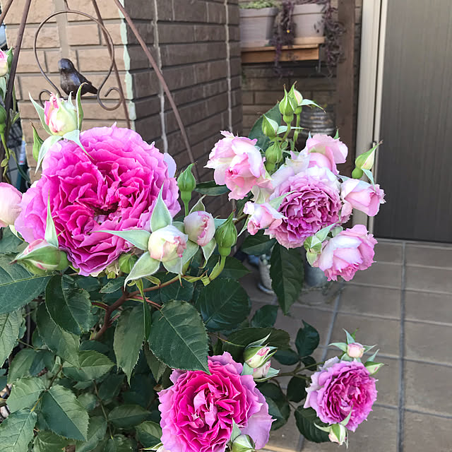 gin_mamaさんの実例写真