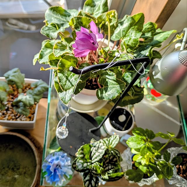 mi-saさんの部屋