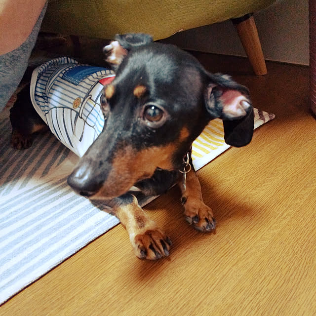 korohukumamanさんの実例写真