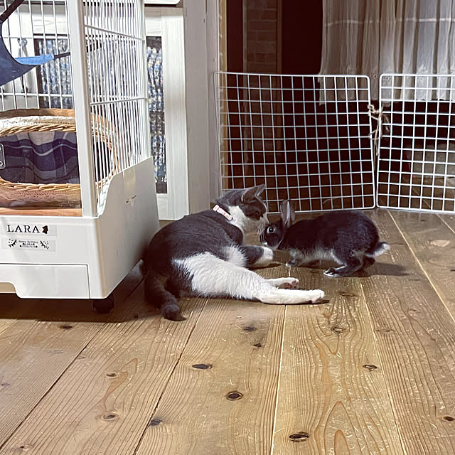 nekosamaさんの実例写真