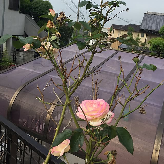 anaさんの実例写真