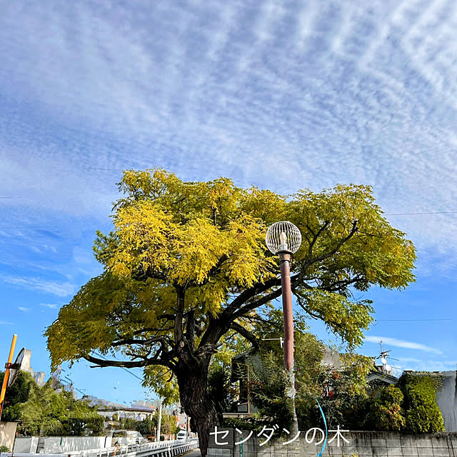 akaidarumaさんの部屋