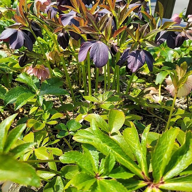 VIORAさんの実例写真