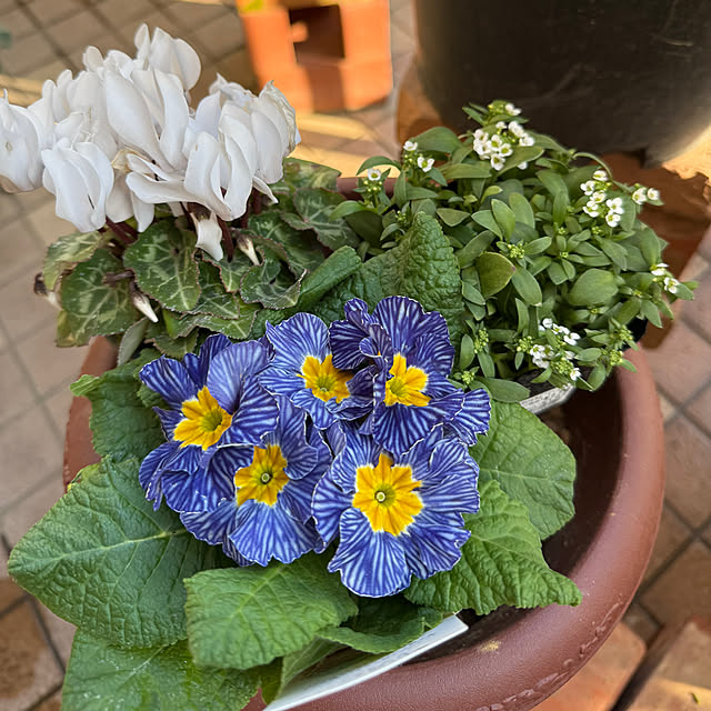 Aqettyさんの実例写真