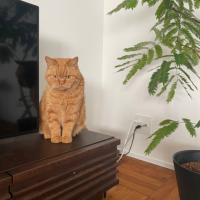kinzoさんの実例写真