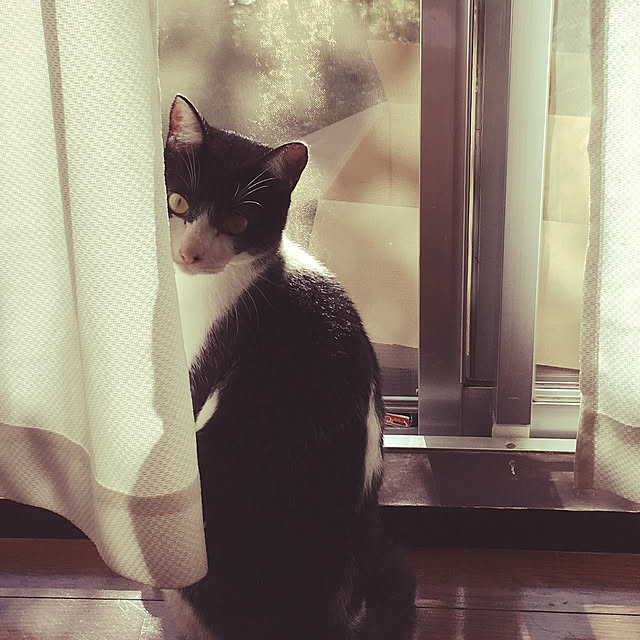 chiisoftさんの実例写真