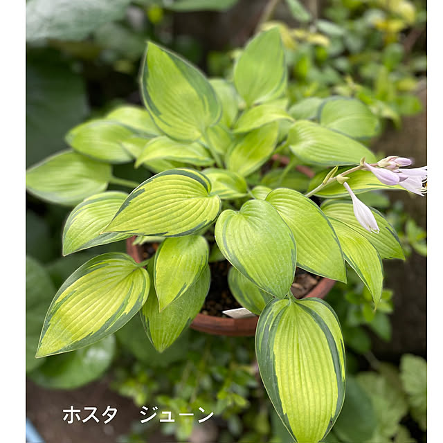 buchiさんの部屋