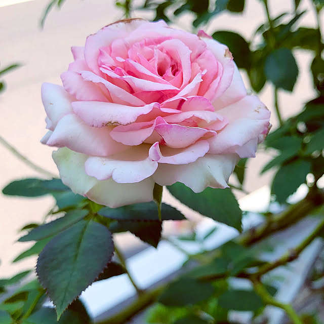 tomoさんの部屋