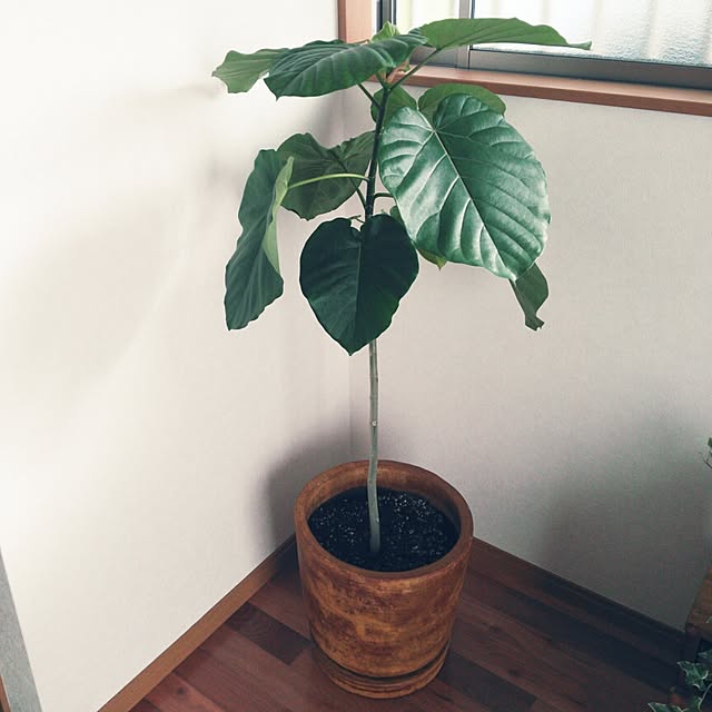 部屋全体/観葉植物のインテリア実例 - 2014-07-25 23:49:54