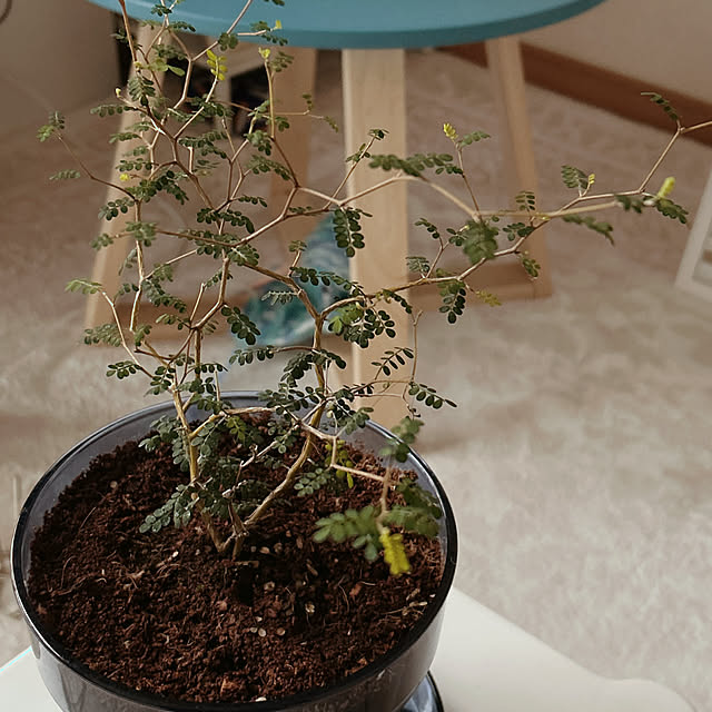 ruuuさんの実例写真