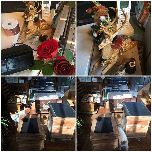 20rose_mamiさんの実例写真