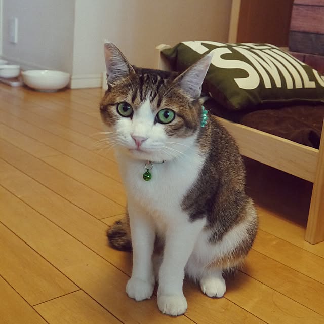 yossyさんの実例写真