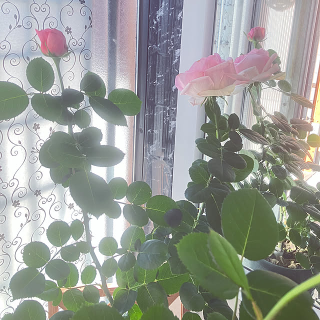 flowerさんの部屋