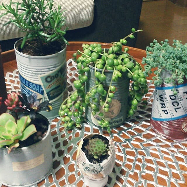 リビング/植物のインテリア実例 - 2014-02-24 00:23:36