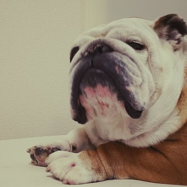 panchobiさんの実例写真