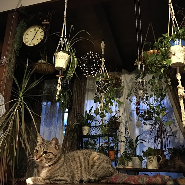 shigimiさんの実例写真