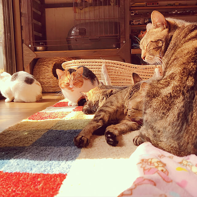 pepeさんの実例写真