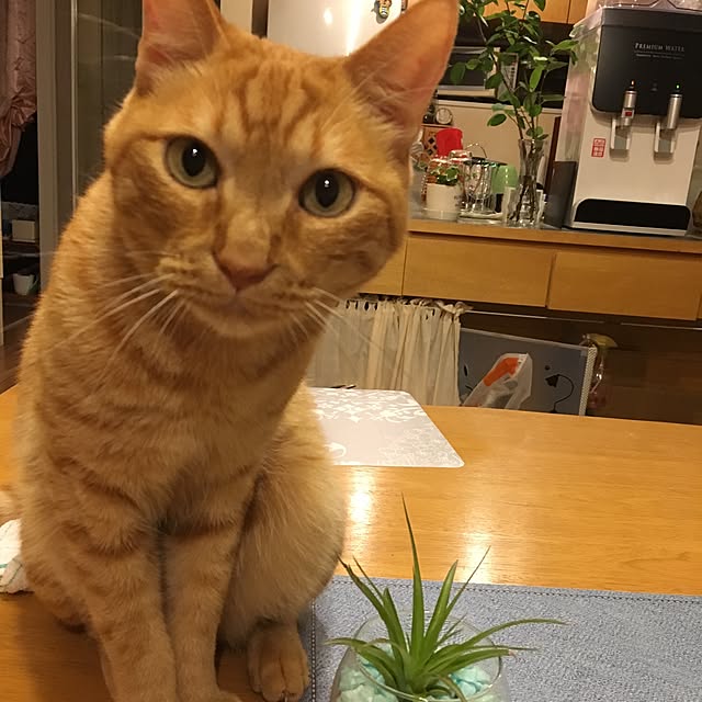 kou-kitiさんの実例写真
