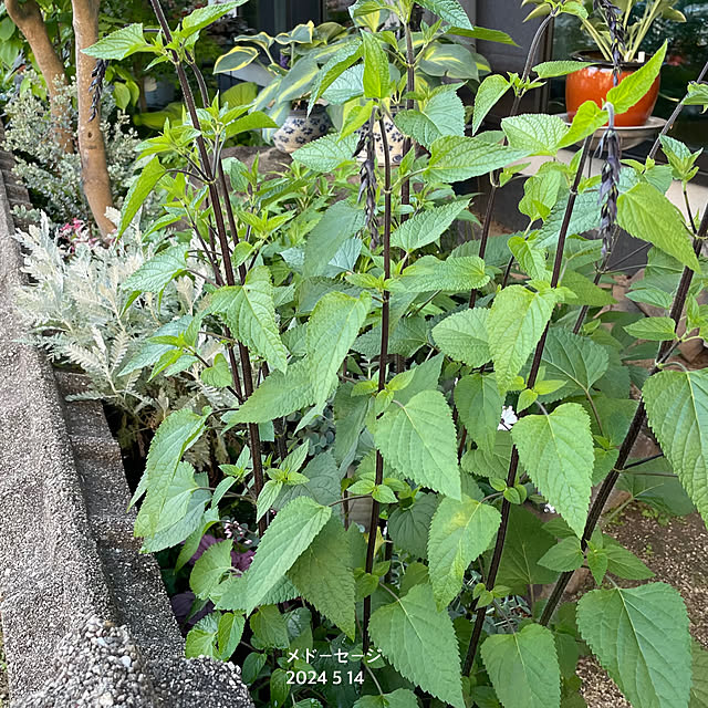 buchiさんの部屋