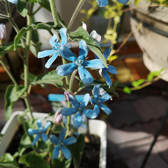 玄関/入り口/夏の花/庭/お花/お花のある暮らし...などのインテリア実例 - 2019-05-20 07:17:52