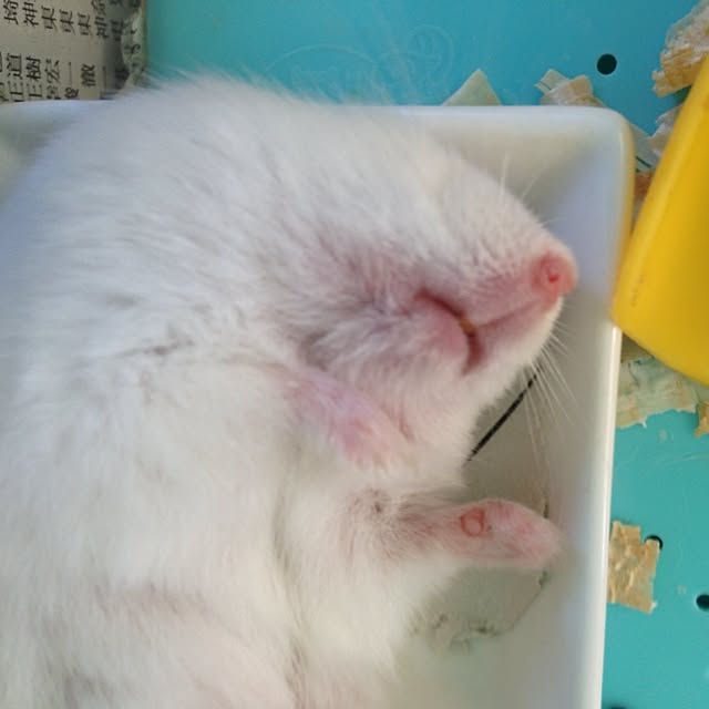 jnjnforesterさんの実例写真
