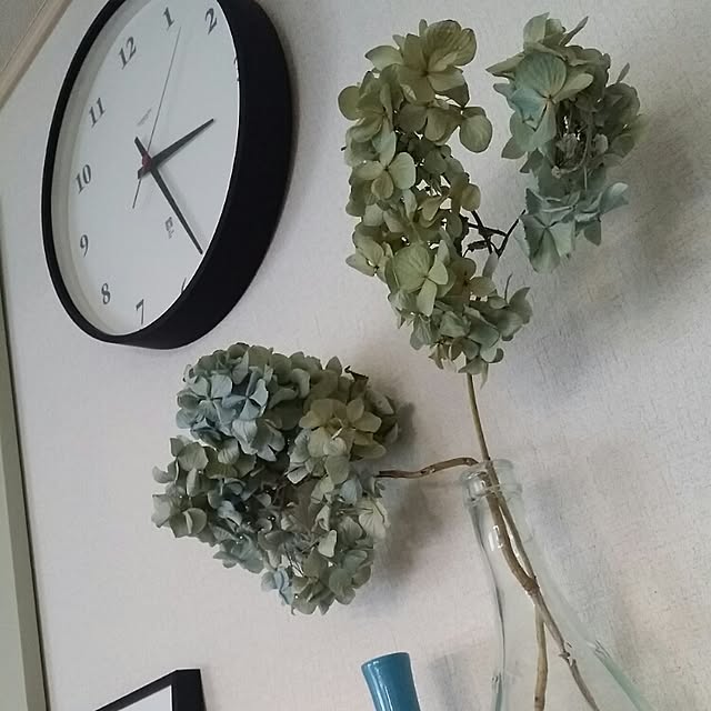 棚/植物のインテリア実例 - 2015-01-04 13:14:38